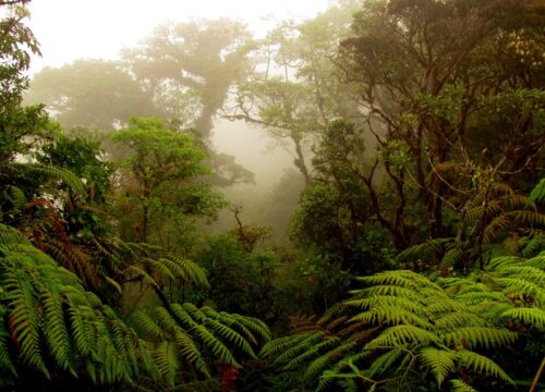 A magical day in Monteverde cloud forest