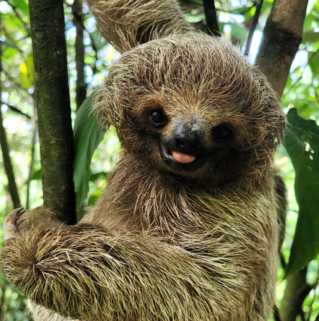 Sloth Discovery, Waterfall and Cacao Tour