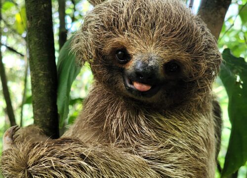 Sloth Discovery, Waterfall and Cacao Tour